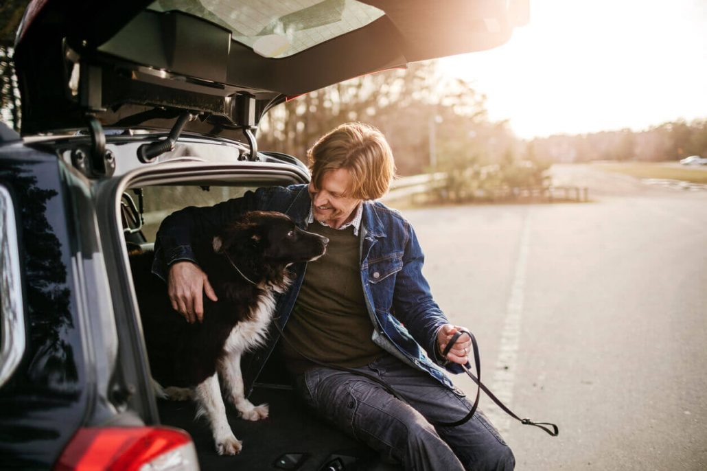 Image result for Border Collie Hund im Auto