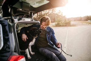 Trenngitter-Auto-Hund